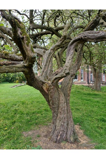Дерево айви Мускатної 